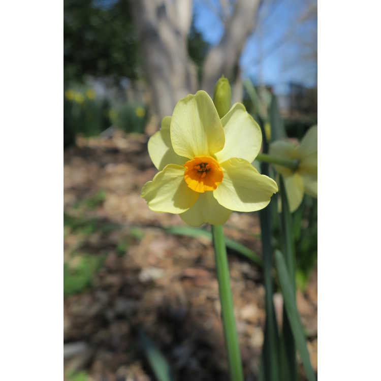 Narcissus 'Halvose'