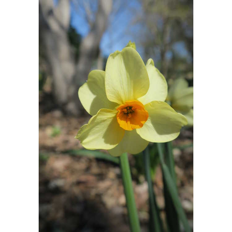 Narcissus 'Halvose'