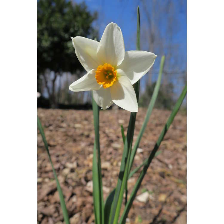 Narcissus 'Early Splendour' - tazetta daffodil
