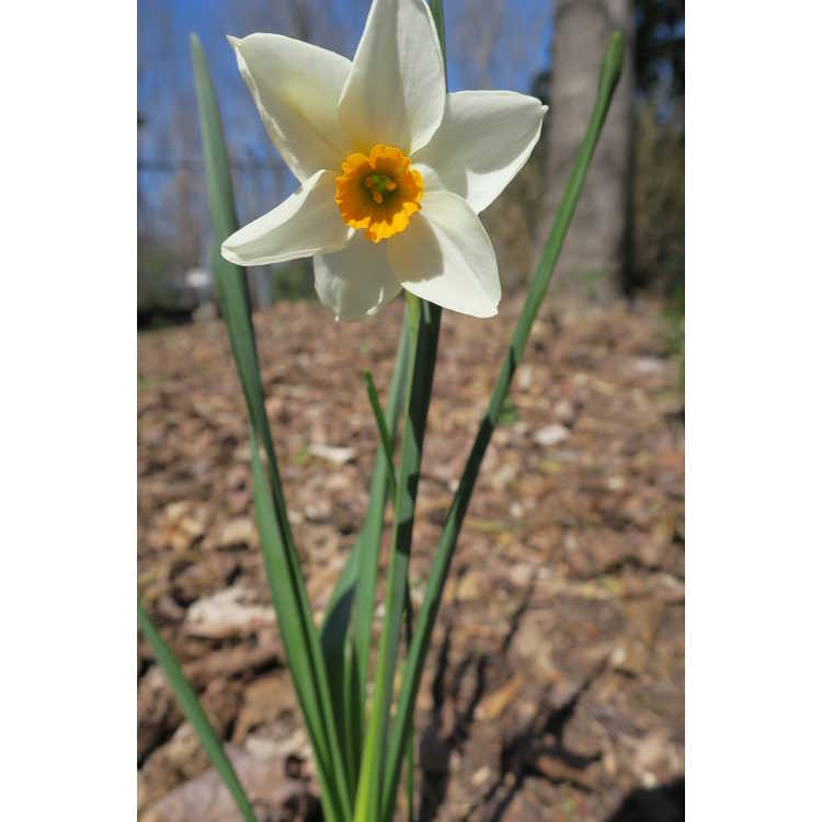 Narcissus 'Early Splendour' - tazetta daffodil
