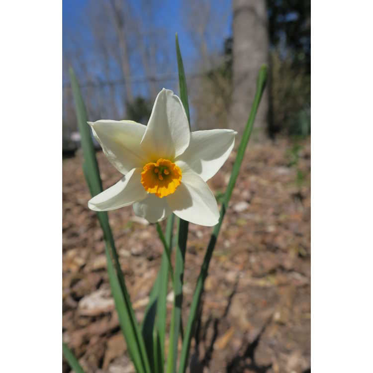 Narcissus Early Splendour
