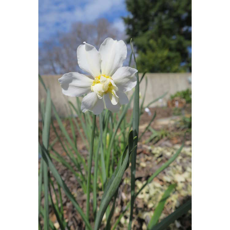 Narcissus 'Daphne'