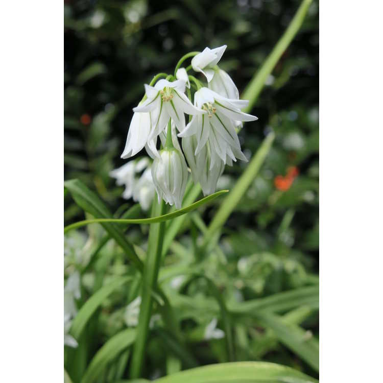 Allium triquetrum - three-cornered leek