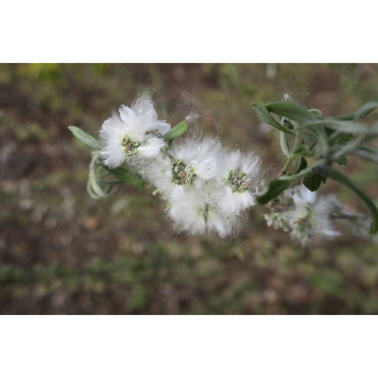 Salix humilis var. tristis