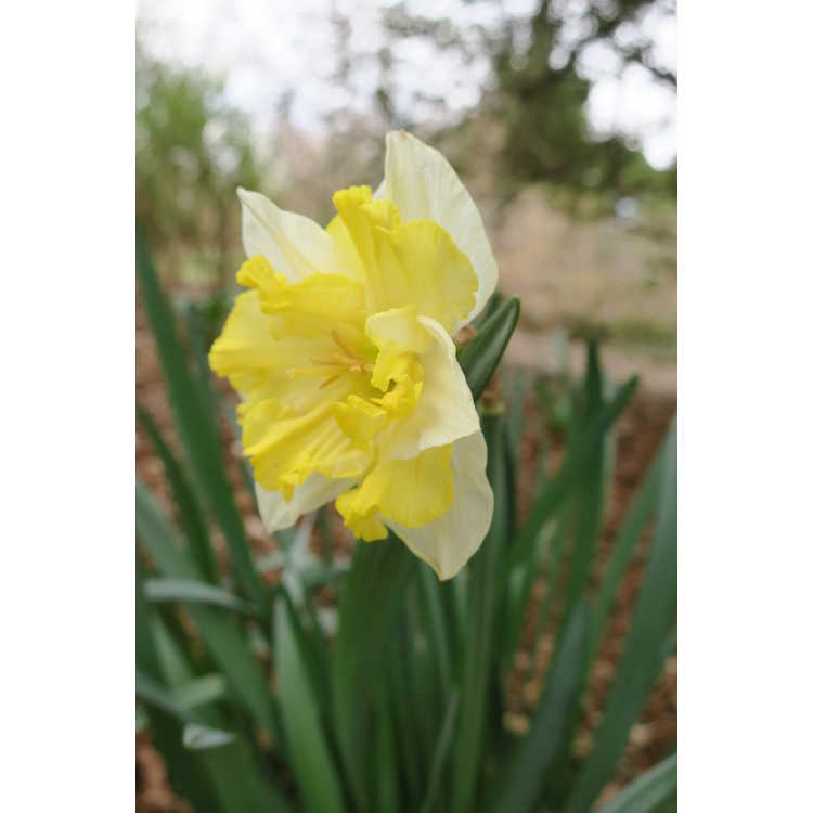 Narcissus 'Valdrome' - collar daffodil