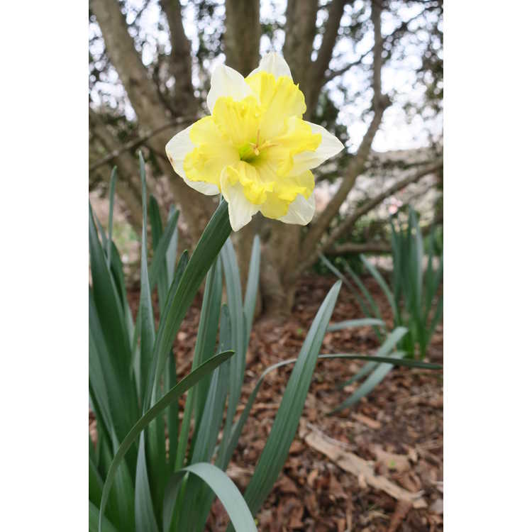Narcissus 'Valdrome' - collar daffodil