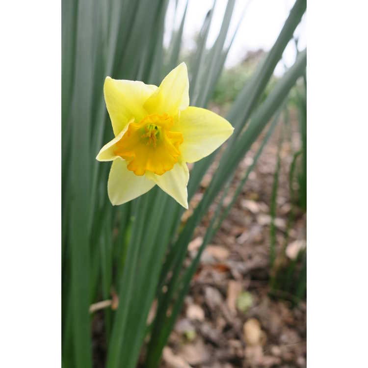Narcissus 'New-Baby' - miniature jonquilla daffodil