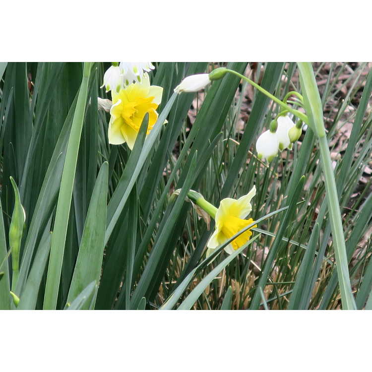 Narcissus 'New-Baby' - miniature jonquilla daffodil
