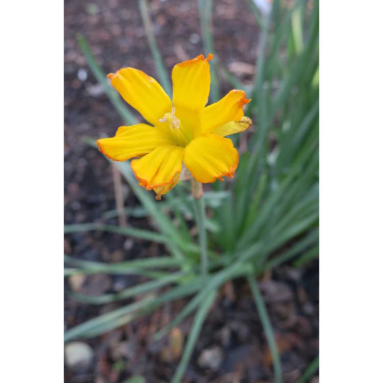 Narcissus 'Congress' - collar daffodil