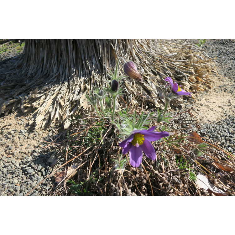 Pulsatilla halleri - Haller's pasque-flower