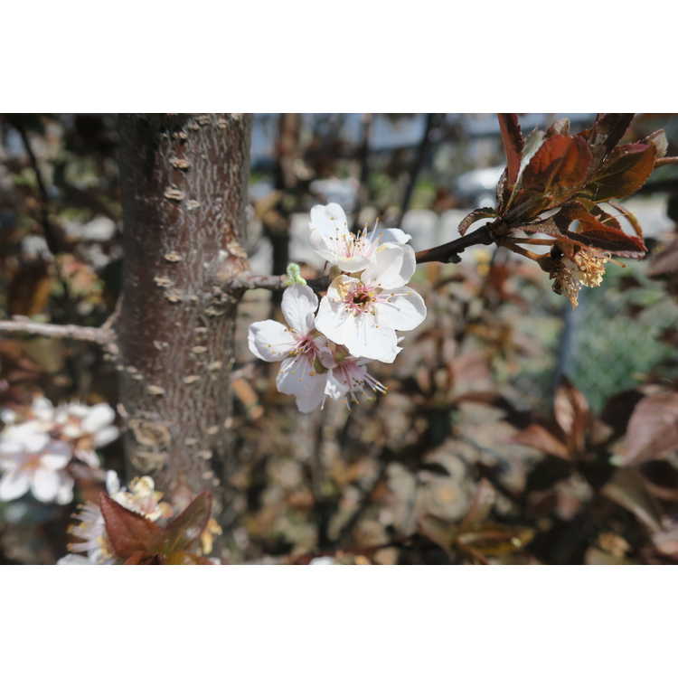 Prunus cerasifera 'Cripoizam'
