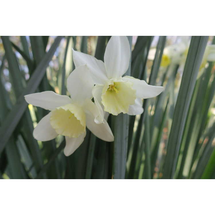 Narcissus 'Tresamble' - triandrus daffodil