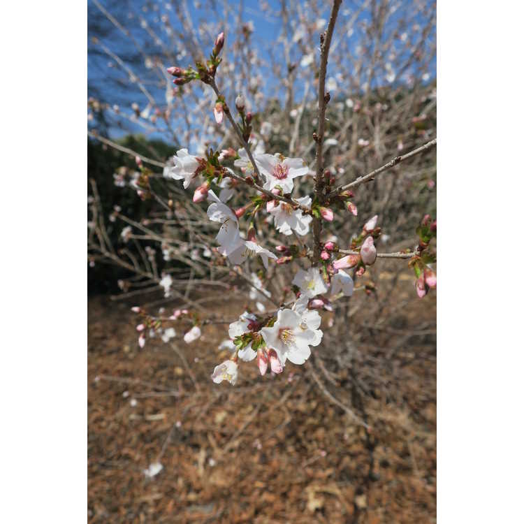 Prunus incisa Yamadei