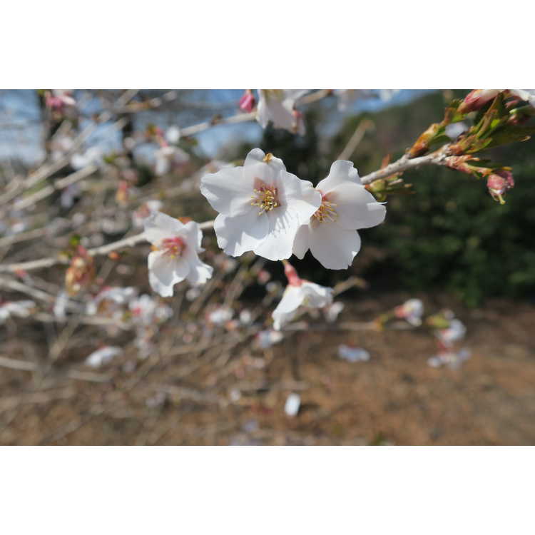 Prunus incisa 'Yamadei' - Fuji cherry