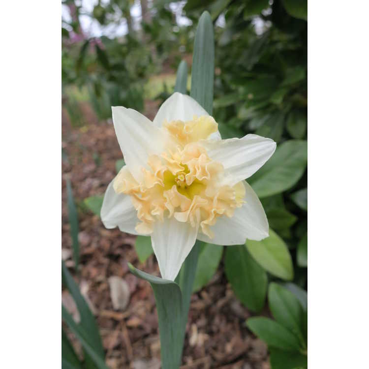 Narcissus 'Paradise Island' - collar daffodil
