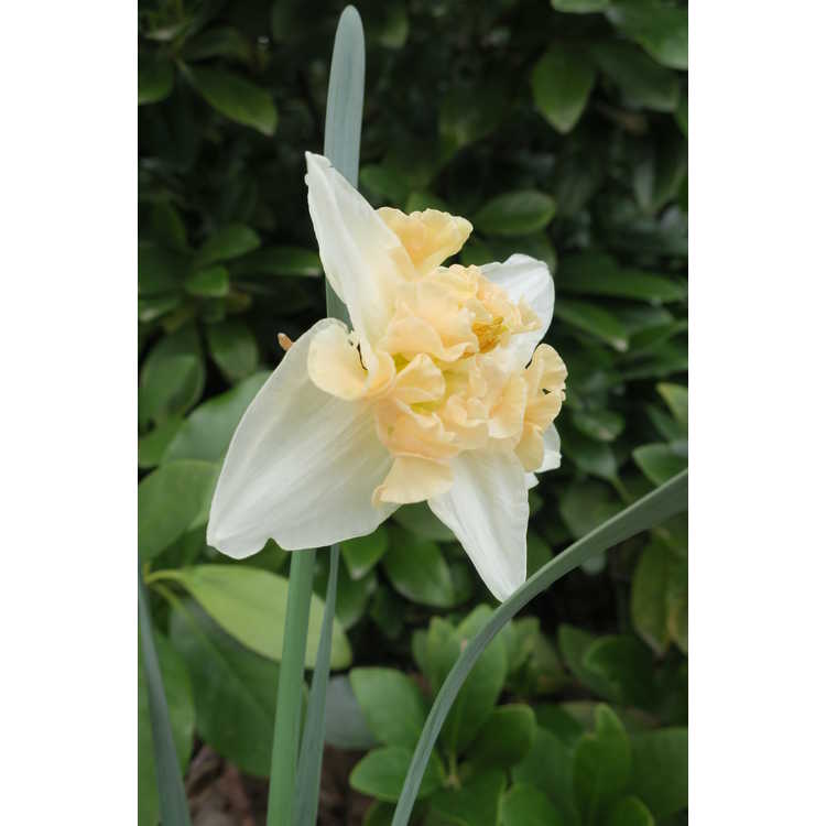Narcissus 'Paradise Island' - collar daffodil