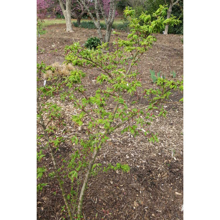 Acer palmatum 'Seiun kaku' - dwarf Japanese maple