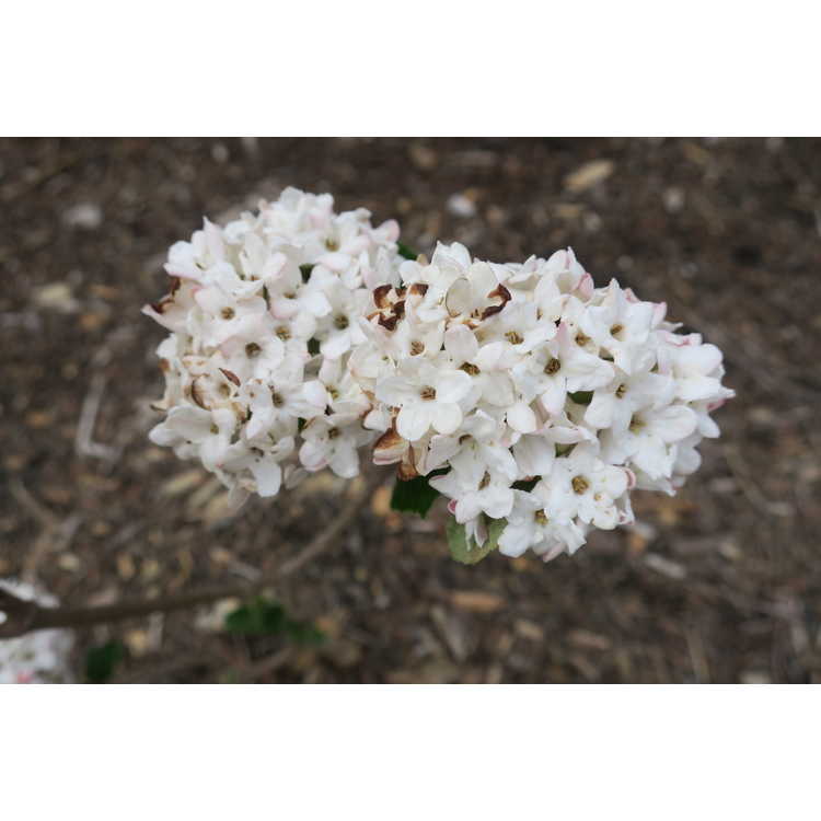 Viburnum ×burkwoodii 'Duvone'