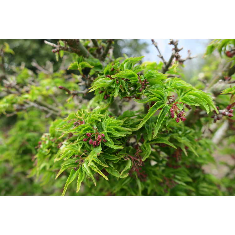 Acer palmatum 'Shishigashira' - lion's-mane Japanese maple