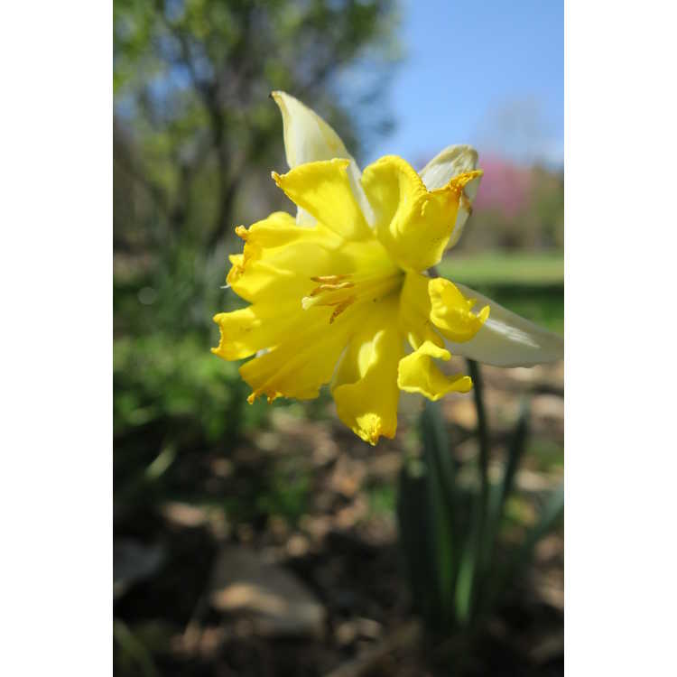 Narcissus 'Belcanto' - collar daffodil