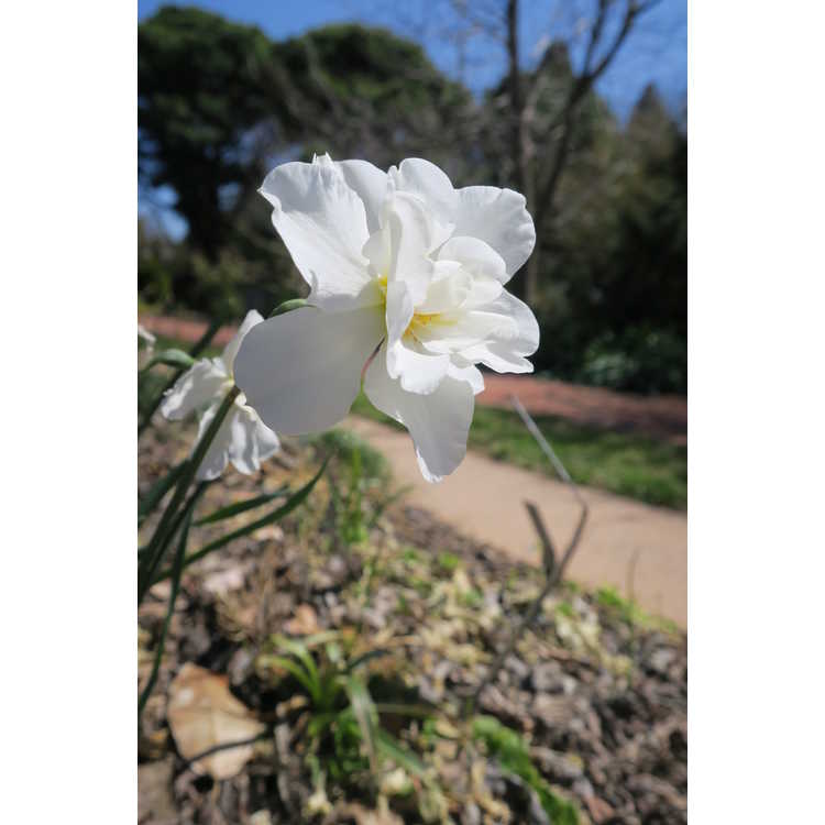 Narcissus Daphne