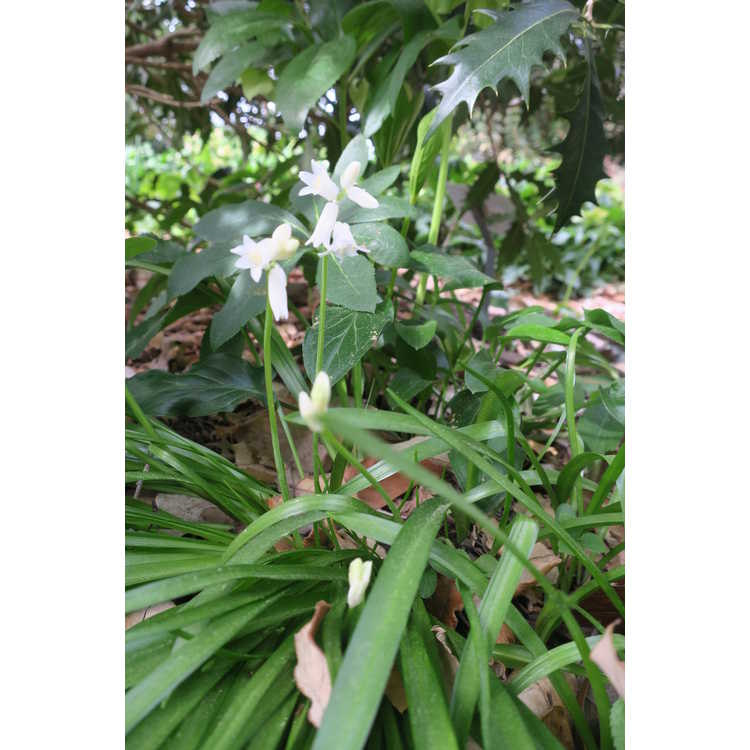 Hyacinthoides hispanica Alba