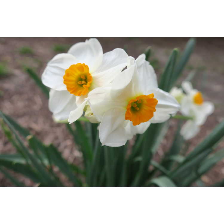 Narcissus 'Westward'
