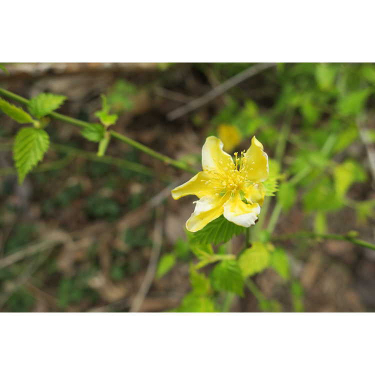 Kerria japonica 'Chiba Gold'