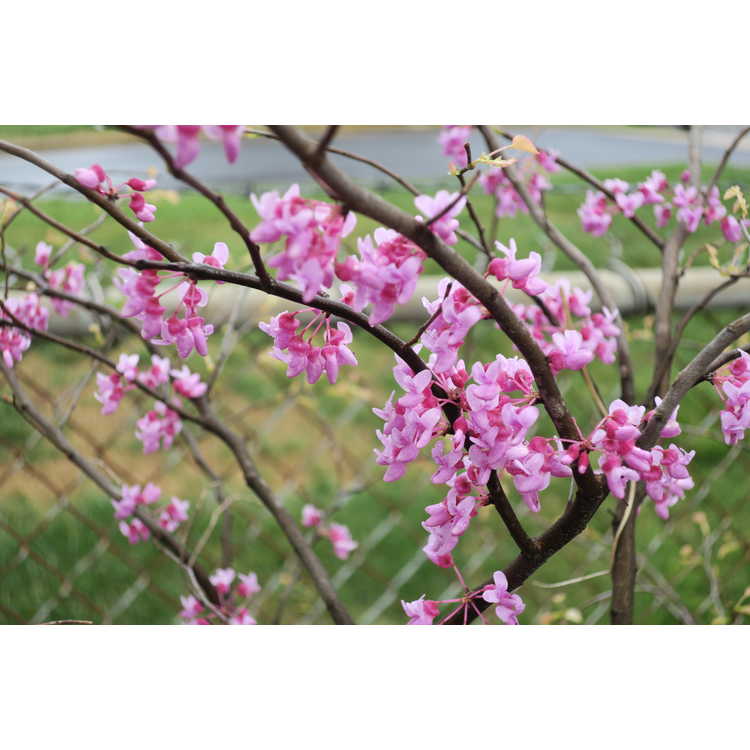 Cercis canadensis Gold Crown