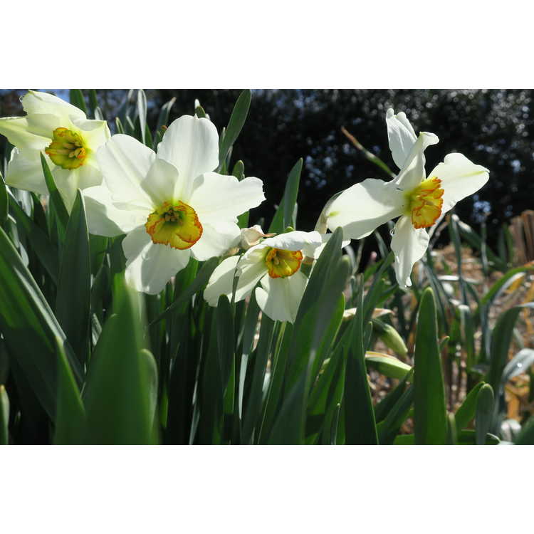 Narcissus Goose Green