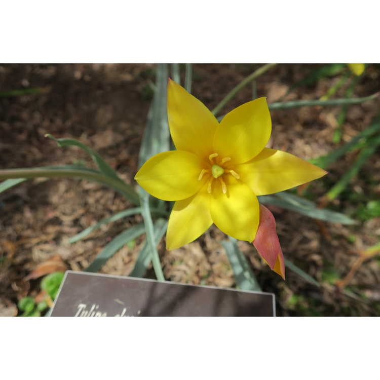<em>Tulipa clusiana</em> var.<em> chrysantha</em> 'Tubergen's Gem'