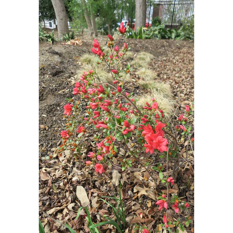 Rhododendron Kumo-no-ito
