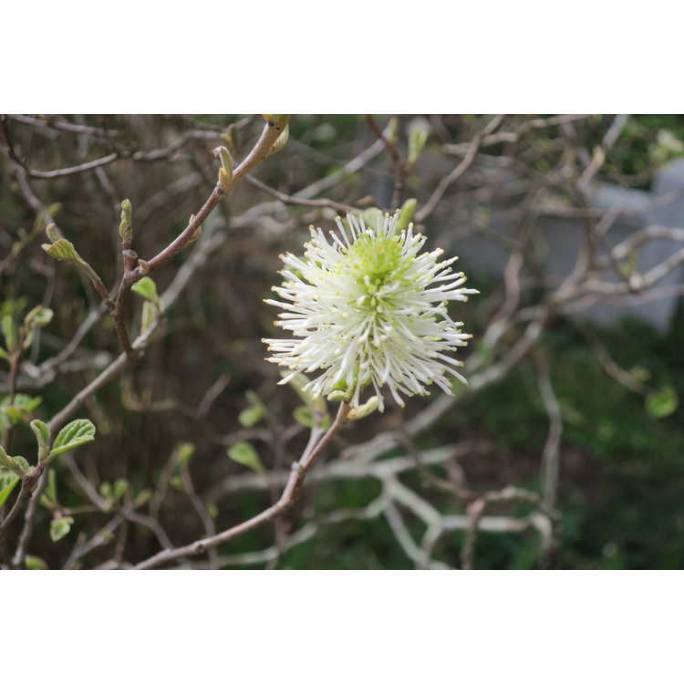 Fothergilla ×intermedia 'Mount Airy'