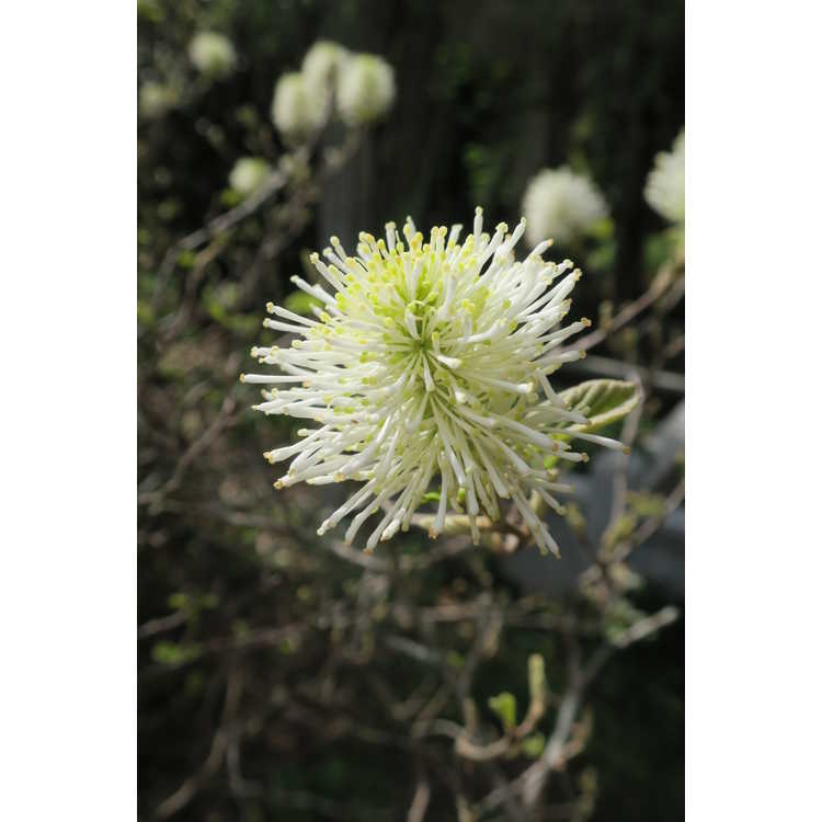 Fothergilla ×intermedia 'Mount Airy'