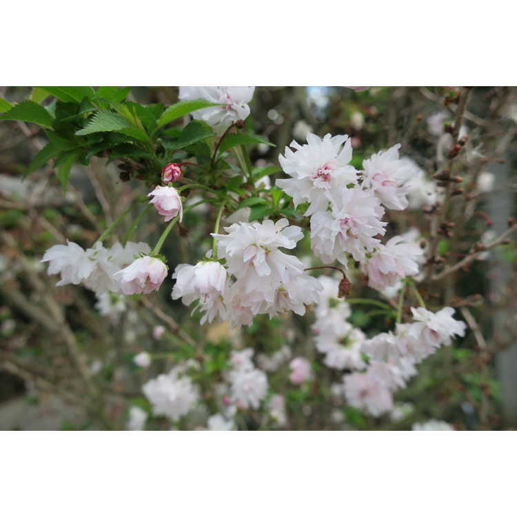 Prunus incisa 'Rinpo'