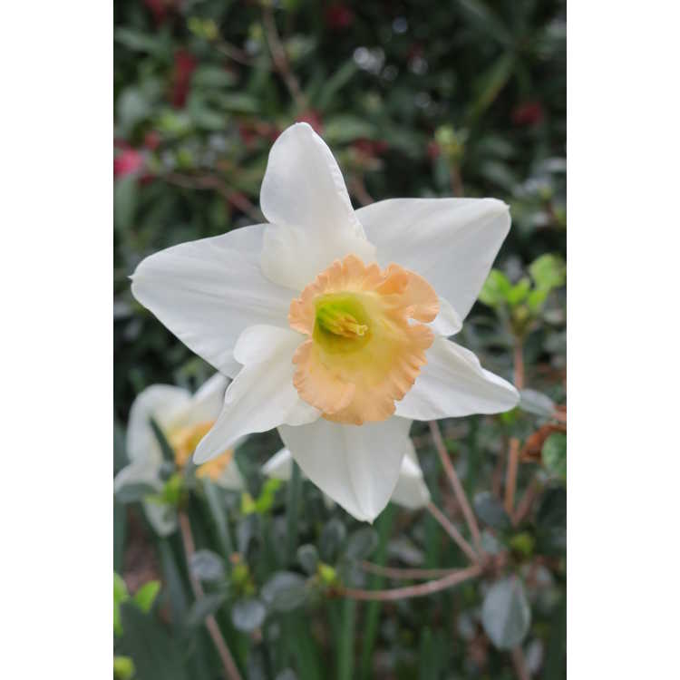 Narcissus 'Peaches and Cream' - large-cupped daffodil