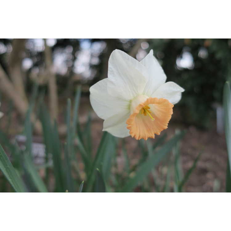 Narcissus Eastern Dawn