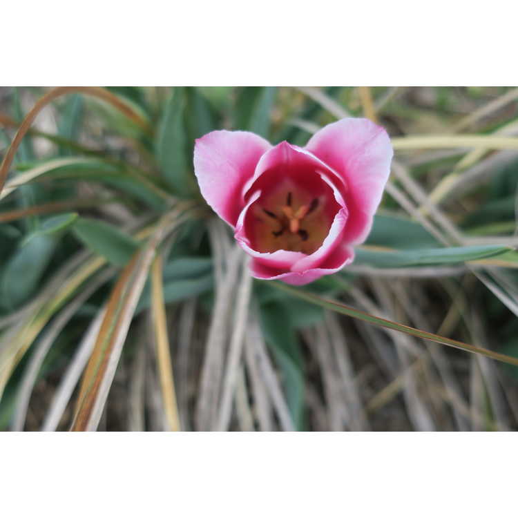 Tulipa 'Private Eyes'