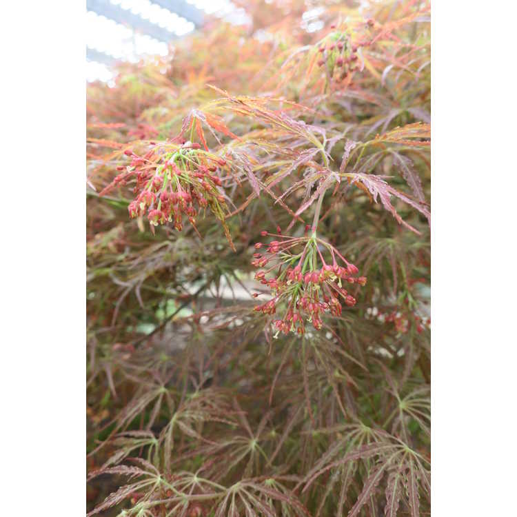 Acer palmatum 'Pendulum Julian' - red lace-leaf Japanese maple
