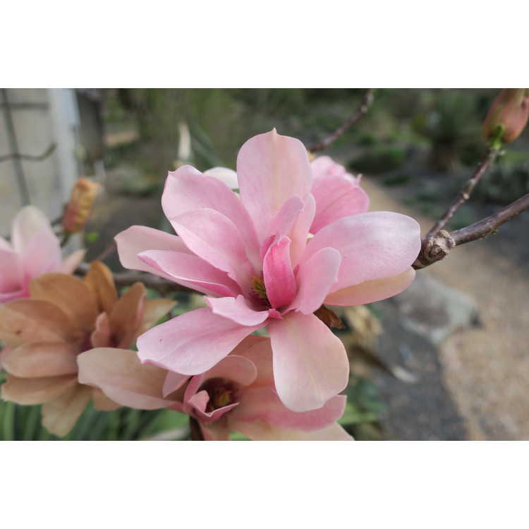 Magnolia 'Coral Lake' - Leach hybrid magnolia