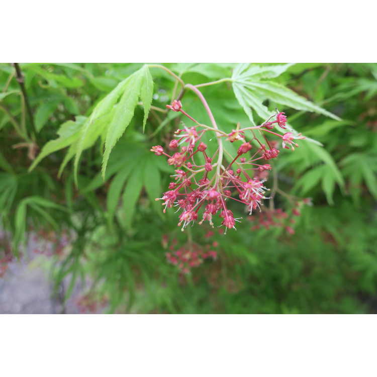 Acer palmatum 'Koto ito komachi' - dwarf threadleaf Japanese maple