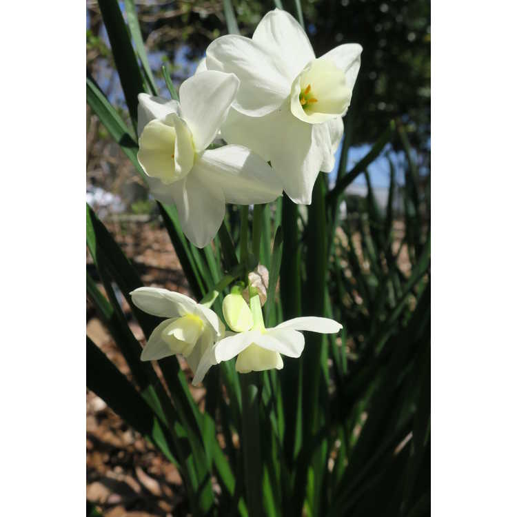 Narcissus 'Silver Chimes' - tazetta daffodil