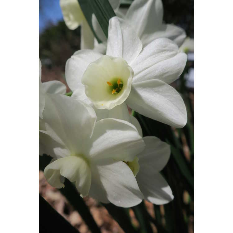 Narcissus 'Silver Chimes' - tazetta daffodil