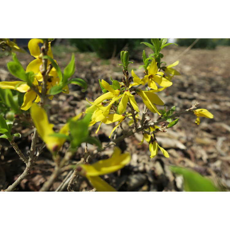 Forsythia ×intermedia 'Courdijau' - Golden Peep dwarf border forsythia