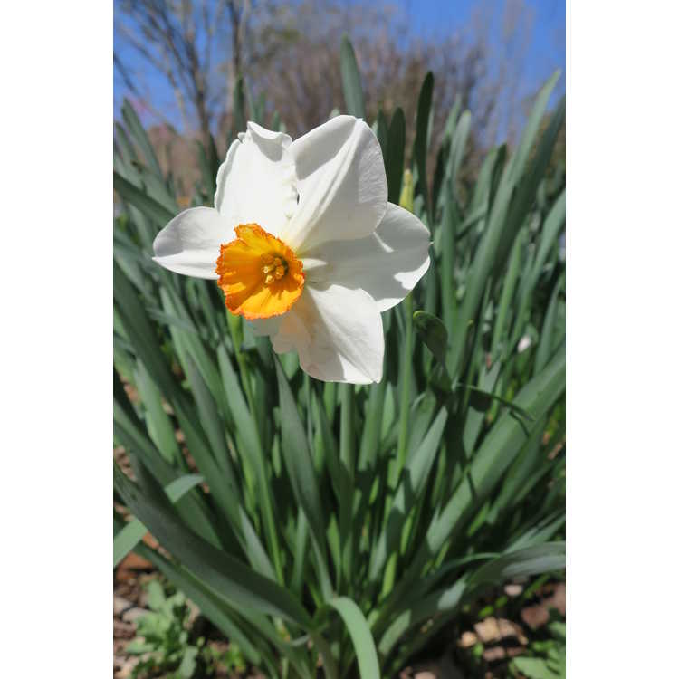 Narcissus 'Orange Cockade' - small-cupped daffodil