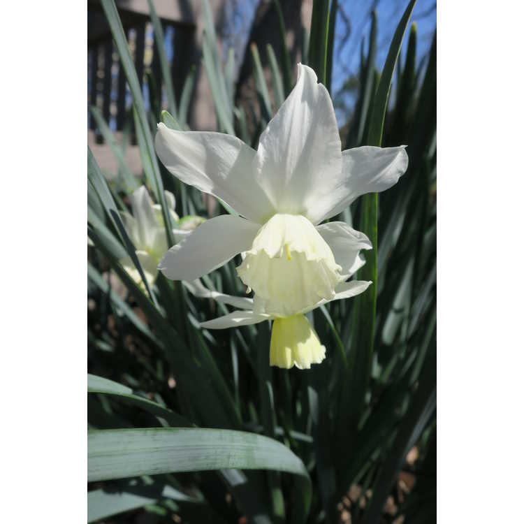 Narcissus 'Tresamble' - triandrus daffodil