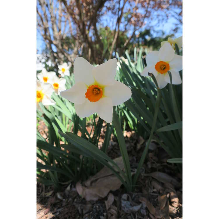 Narcissus Redhill