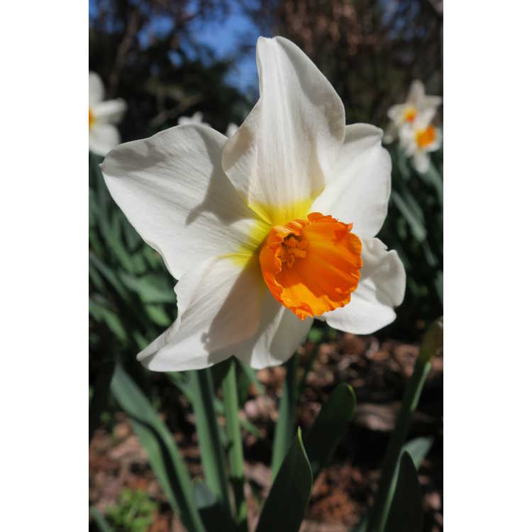 Narcissus 'Redhill' - large-cupped daffodil
