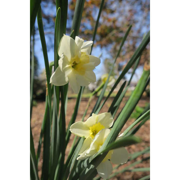 Narcissus 'Cutty Sark'
