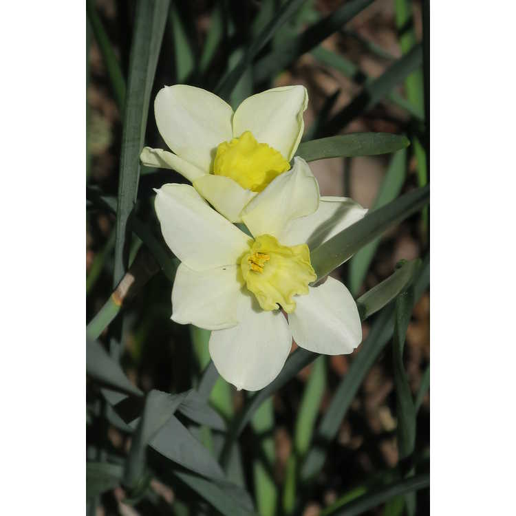 Narcissus 'Dolly Mollinger' - papillon daffodil